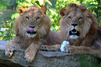 Картинка животные львы морды