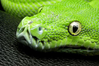 Картинка животные змеи +питоны +кобры голова зеленый древесный питон