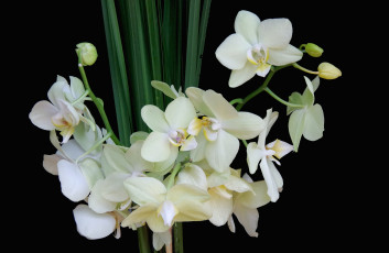Картинка цветы орхидеи ветки
