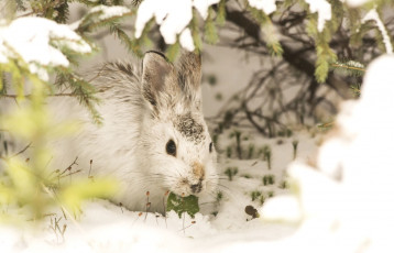 Картинка животные кролики +зайцы зима