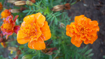 Картинка цветы бархатцы оранджевый