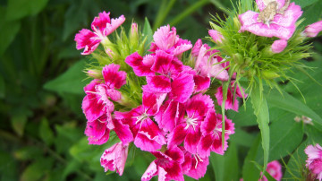Картинка цветы гвоздики розовые