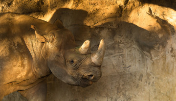 Картинка животные носороги носорог двурогий