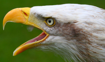 Картинка животные птицы+-+хищники клюв белоголовый орлан