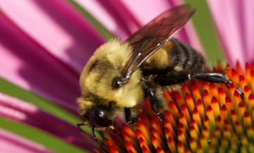 Картинка животные пчелы +осы +шмели шмель цветок