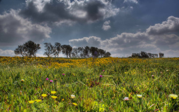 Картинка природа луга цветы поле облака