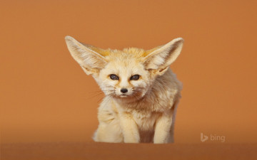 Картинка животные лисы взгляд уши