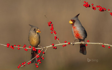 Картинка животные птицы ягоды ветка