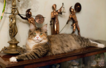 Картинка животные коты статуэтки киса