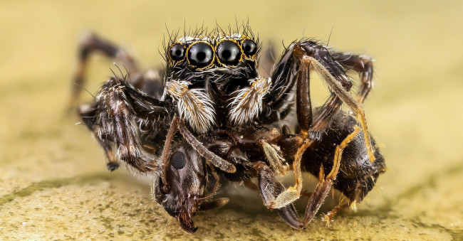 Обои картинки фото животные, пауки, глаза, паук