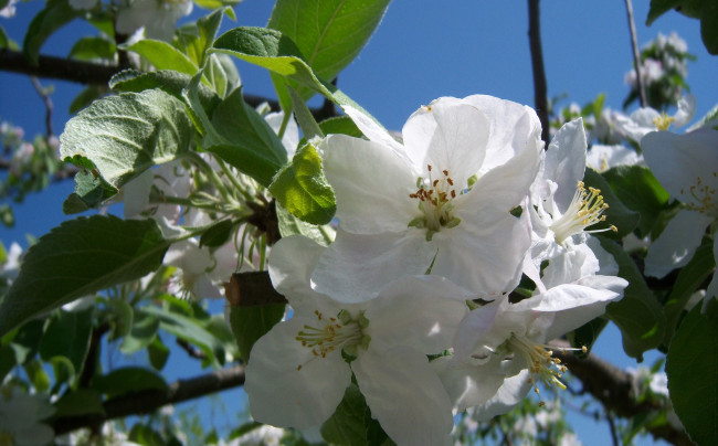 Обои картинки фото цветы, цветущие деревья ,  кустарники, весна, яблоня
