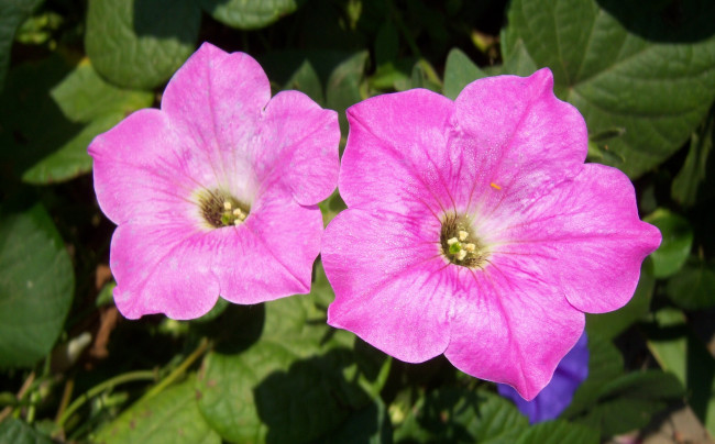 Обои картинки фото цветы, петунии,  калибрахоа, розовые, два