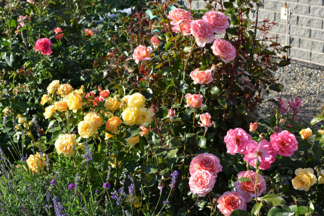 Обои картинки фото цветы, розы, кусты, сад