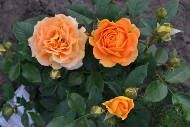 Обои картинки фото цветы, розы, оранжевый, листья