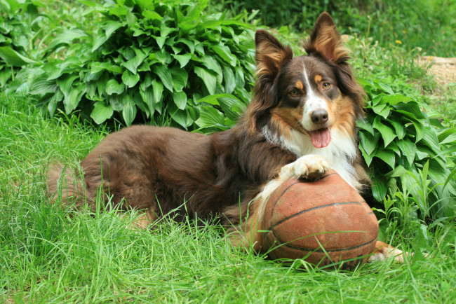 Обои картинки фото животные, собаки, собака, мяч