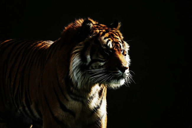 Обои картинки фото животные, тигры, тигр, темный, фон