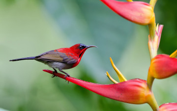 Картинка животные птицы птичка цветок