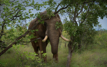Картинка животные слоны ветки слон хобот