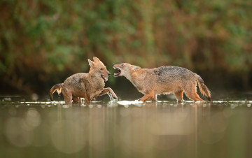 Картинка животные волки +койоты +шакалы в воде шакалы драка