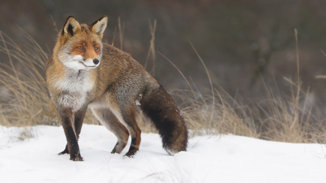 Обои картинки фото животные, лисы, трава, снег, взгляд, лиса