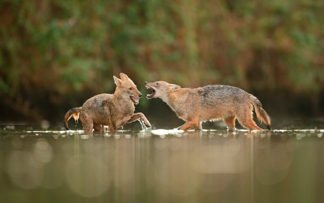 Обои картинки фото животные, волки,  койоты,  шакалы, в, воде, шакалы, драка