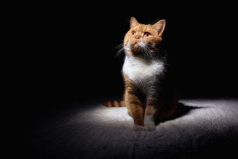 Картинка животные коты усы рыжий кот