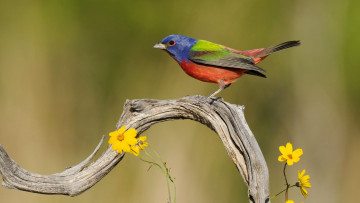 Картинка животные птицы ветка природа птица цветы