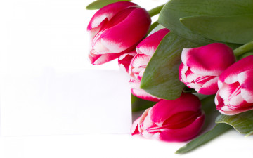 Картинка цветы тюльпаны крупным планом белый фон бутоны листья букет