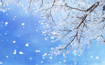 Картинка природа зима snow winter снежинки снег деревья nature