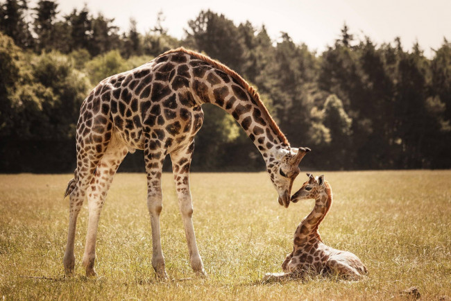 Обои картинки фото животные, жирафы, детеныш, жираф, мама