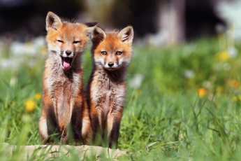 Картинка животные лисы двое лисички утро