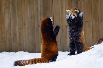 обоя животные, панды, забор, руки, вверх, два, животных, красная, панда, снег