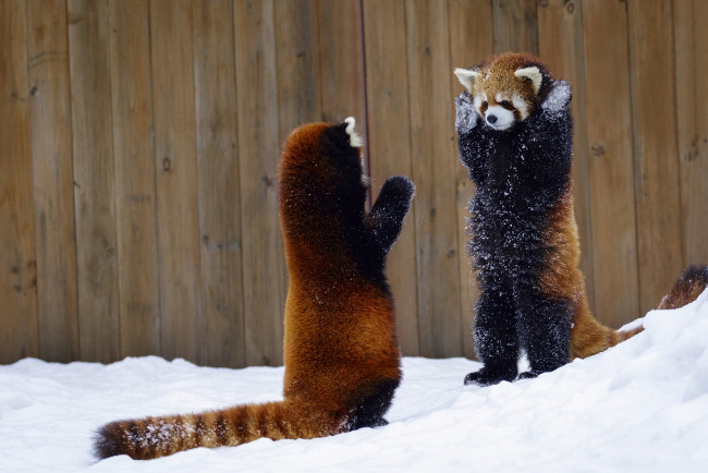 Обои картинки фото животные, панды, забор, руки, вверх, два, животных, красная, панда, снег