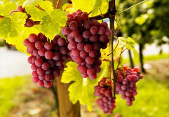 Картинка природа Ягоды +виноград урожай виноград гроздья