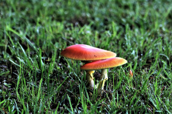 Картинка природа грибы капли трава