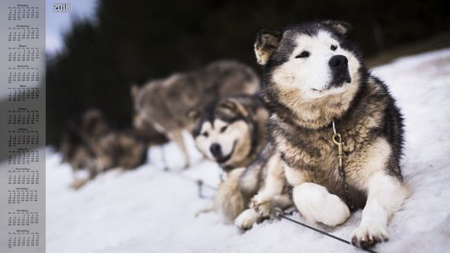 Обои картинки фото календари, животные, собака, взгляд, 2018, снег, упряжка, много