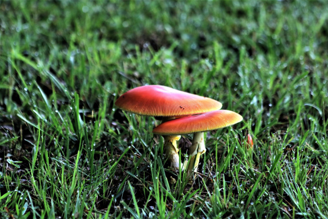 Обои картинки фото природа, грибы, капли, трава