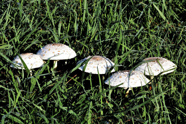 Обои картинки фото природа, грибы, семейка, грибная, трава
