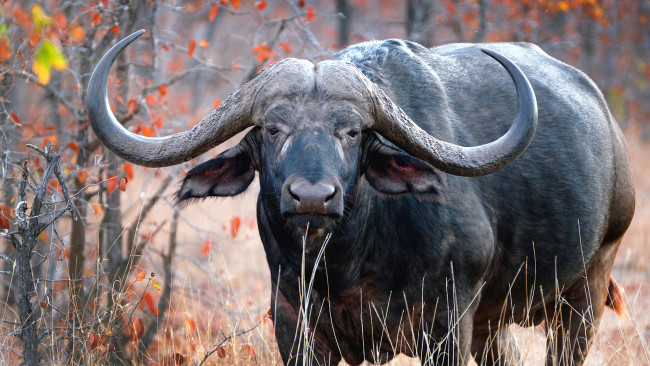 Обои картинки фото african buffalo, животные, коровы,  буйволы, african, buffalo, мощь, буйвол, китопарнокопытные, полорогие, млекопитающее, рога