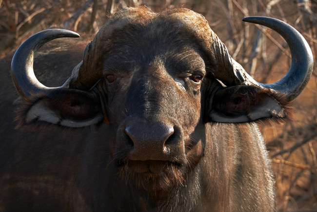 Обои картинки фото african buffalo, животные, коровы,  буйволы, african, buffalo, мощь, буйвол, китопарнокопытные, полорогие, млекопитающее, рога