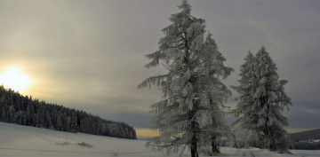 обоя природа, деревья, ёлки, лес, снег