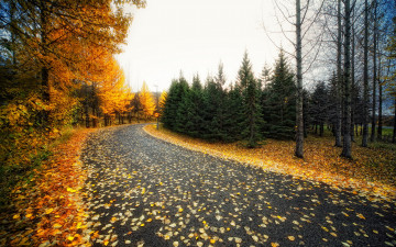 обоя природа, дороги, осень, дорога, деревья