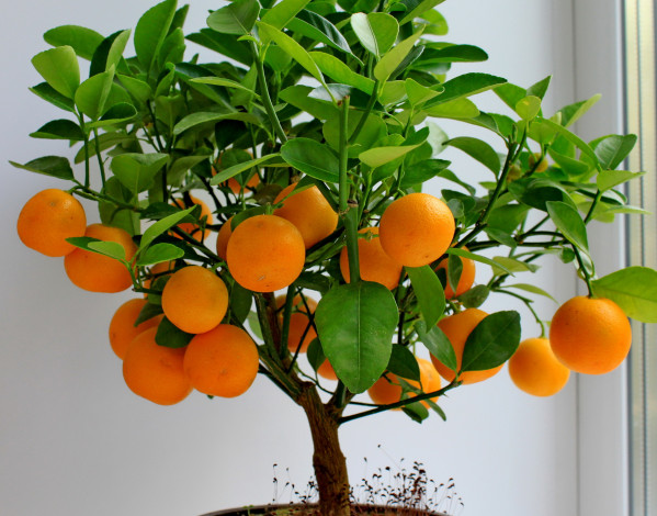 Обои картинки фото природа, плоды, апельсины, дерево