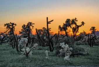 Картинка природа восходы закаты кактусы заря пустыня