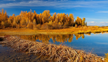 Картинка природа реки озера трава река осень