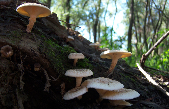 Обои картинки фото природа, грибы, белые