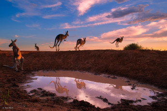 Картинка животные кенгуру лужа закат облака вечер