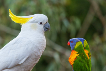 Картинка животные попугаи птицы лорикеты босс какаду многоцветный лорикет