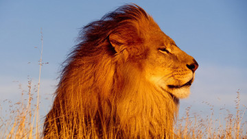Картинка животные львы трава небо лев грива профиль