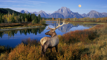 Картинка животные олени рога сухая олень трава горы
